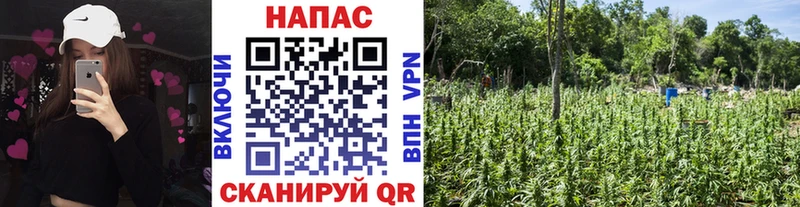 Бошки Шишки VHQ  Купить где  Камышлов 